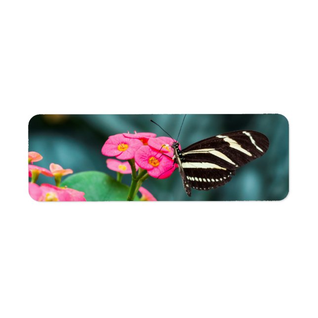 Étiquette Beau papillon sur une fleur rose (Devant)