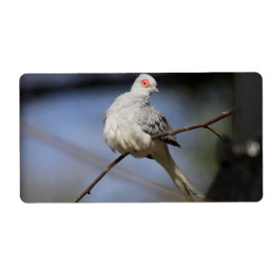 Étiquette Belle douceur Diamond Dove