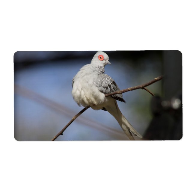 Étiquette Belle douceur Diamond Dove (Devant)