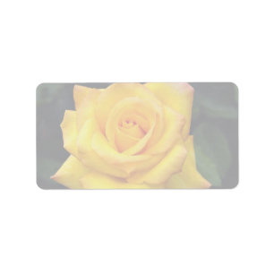 Étiquette Belle médaille d'or Grandiflora Rose, Aroyqueli