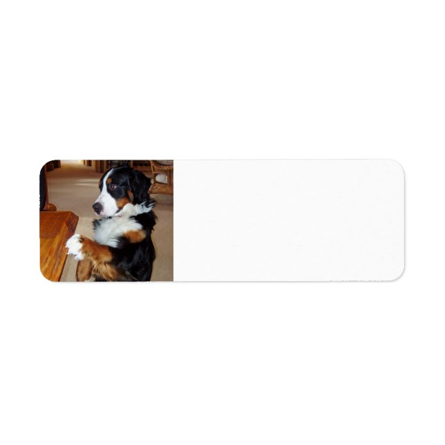 Étiquette bernèse-chien de montagne-mendicité.png (Devant)