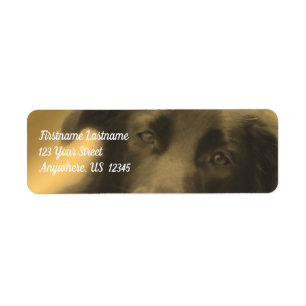 Étiquette Black Labrador Retriever Dog Adresse