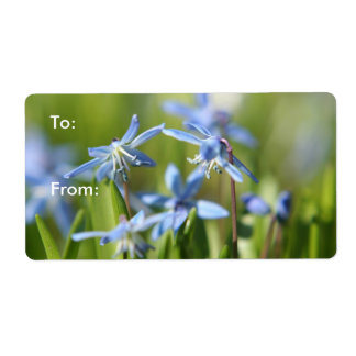 Étiquette Bleu mignon fleurs Scilla