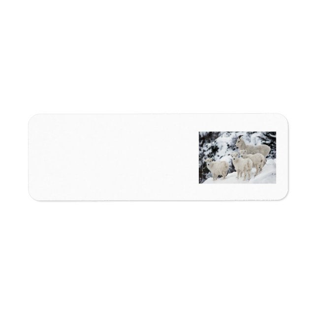 Étiquette Bonne famille de moutons (Devant)