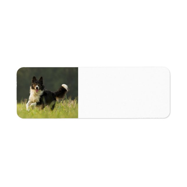 Étiquette border collie p9 (Devant)
