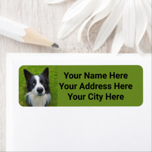 Étiquette Bordure Collie