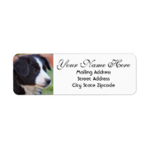 Bordure Collie Adresse de retour