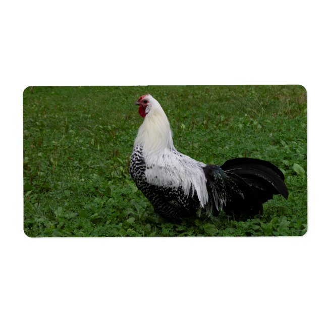 Étiquette Brakel Hahn (Devant)