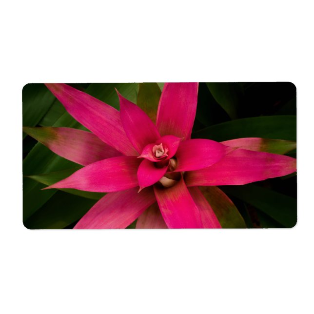 Étiquette Bromeliade en fleur (Devant)