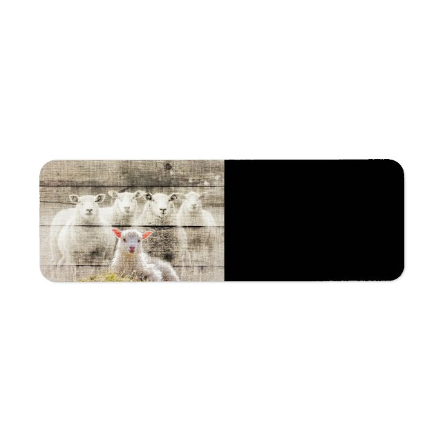 Étiquette Brûlure d'agneau de bébé à mouton rustique (Devant)