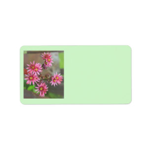 Étiquette Cactus Address Labels