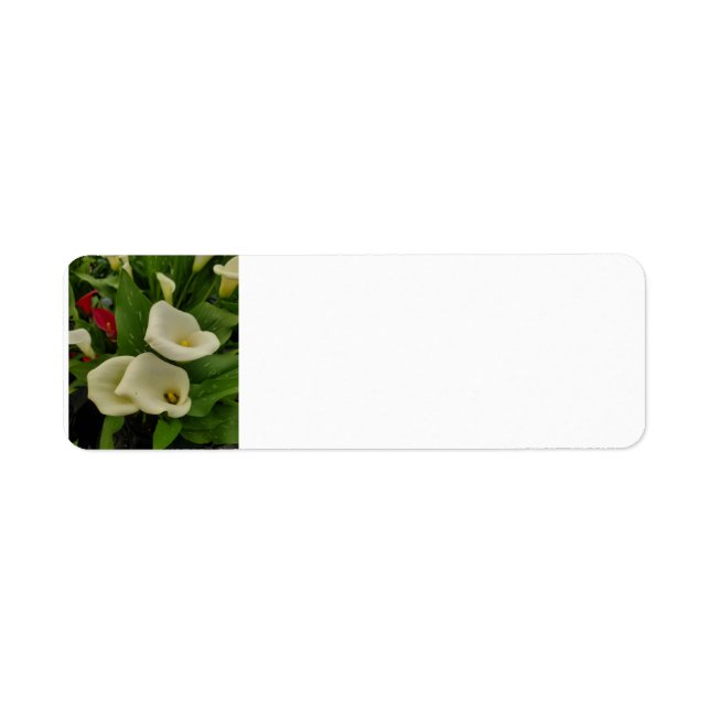 Étiquette Calla lily (Devant)