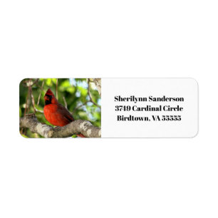 Étiquette Cardinal rouge dans l'arbre