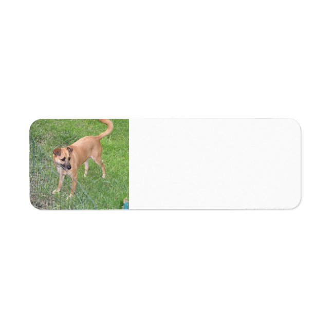 Étiquette carolina chien plein 2.png (Devant)