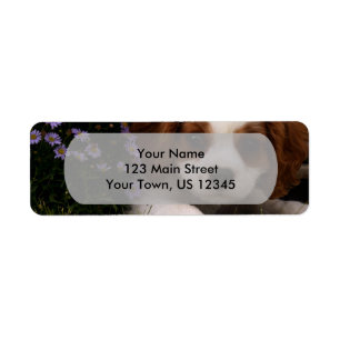 Étiquette Cavalier King Charles Spaniel