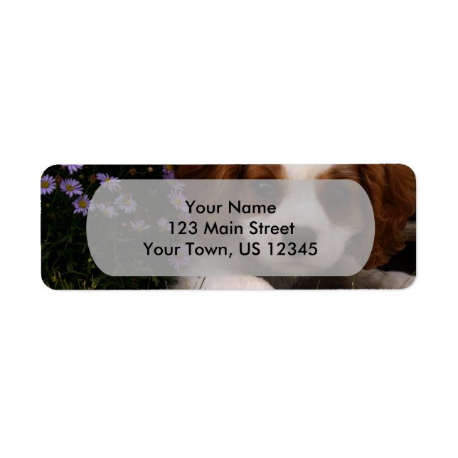 Étiquette Cavalier King Charles Spaniel (Devant)