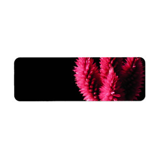 Étiquette Celosia Caracas. Cockscombs. Fleurs roses.