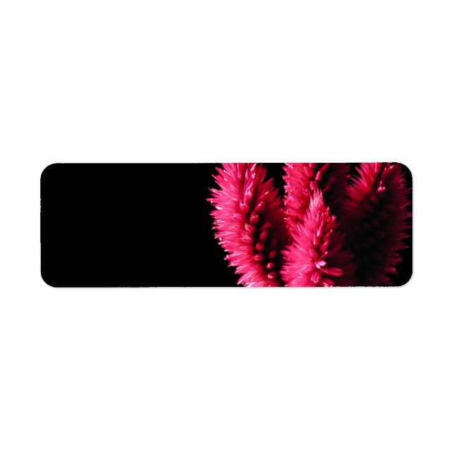 Étiquette Celosia Caracas. Cockscombs. Fleurs roses. (Devant)