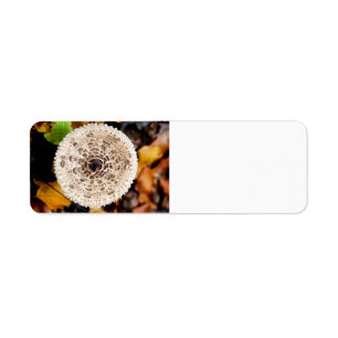 Étiquette Champagne