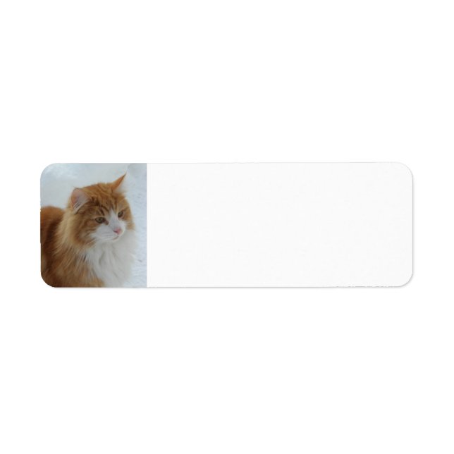 Étiquette Chat des Forêts Norvégiennes (Devant)