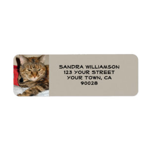 Étiquette Chat mignon