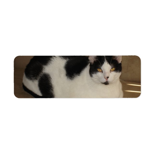 Étiquette Chat Sur Un Canapé (Devant)