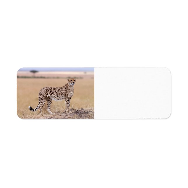 Étiquette Cheetah (Devant)