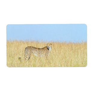 Étiquette Cheetah