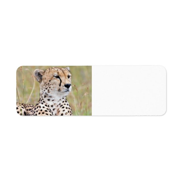 Étiquette Cheetah (Devant)
