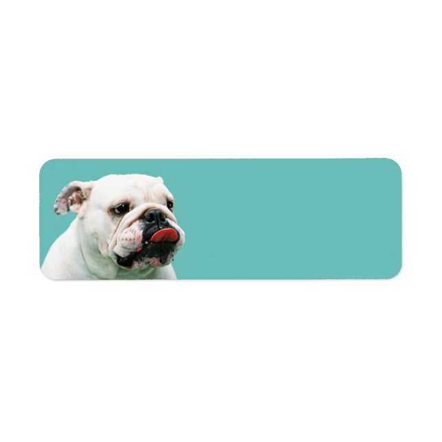 Étiquette Chien blanc mignon Bulldog (Devant)