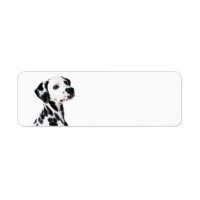 Chien dalmate mignon