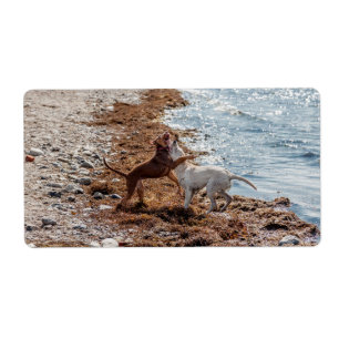 Étiquette Chiens sur la plage