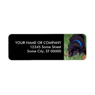 Étiquette chiot de rottweiler