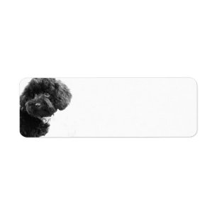 Étiquette Chiot mignon l noir et blanc photographie de chien