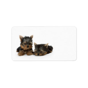 Étiquette Chiots du Yorkshire Terrier