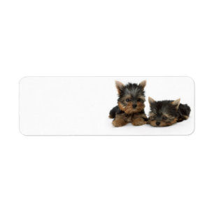Étiquette Chiots du Yorkshire Terrier