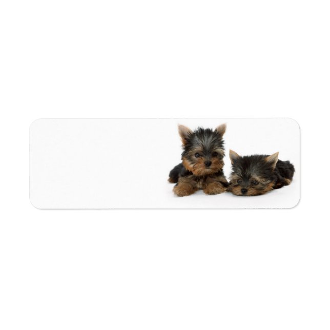 Étiquette Chiots du Yorkshire Terrier (Devant)