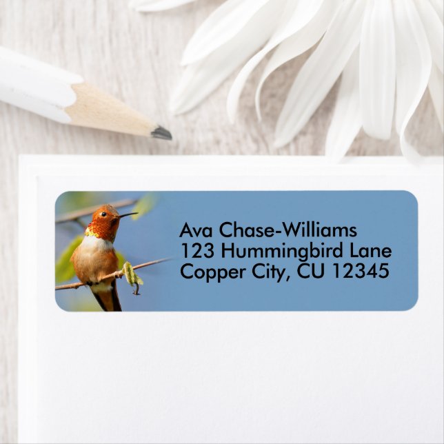 Étiquette Colibri roux curieux sur une brindille (En situation)
