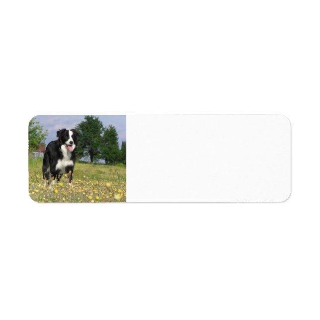 Étiquette colle frontière pleine 3.png (Devant)