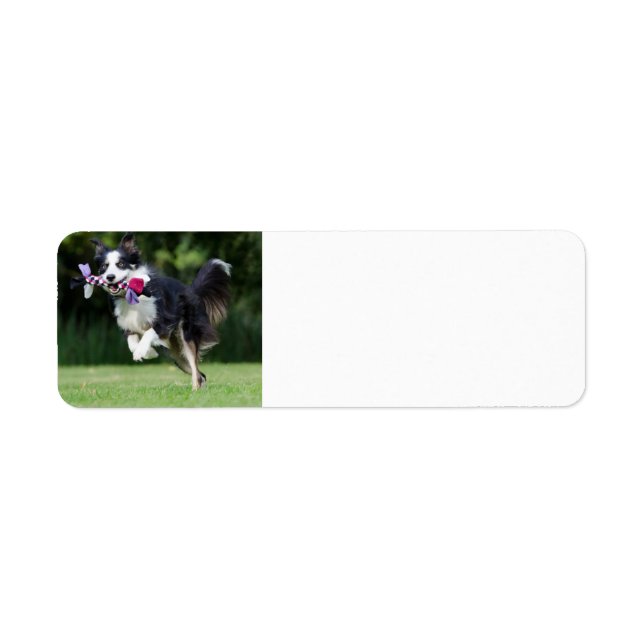 Étiquette collie de bordure courant avec jouet (Devant)