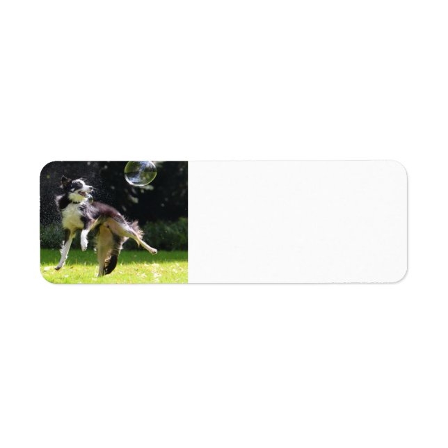 Étiquette collie frontière avec bulle de savon (Devant)