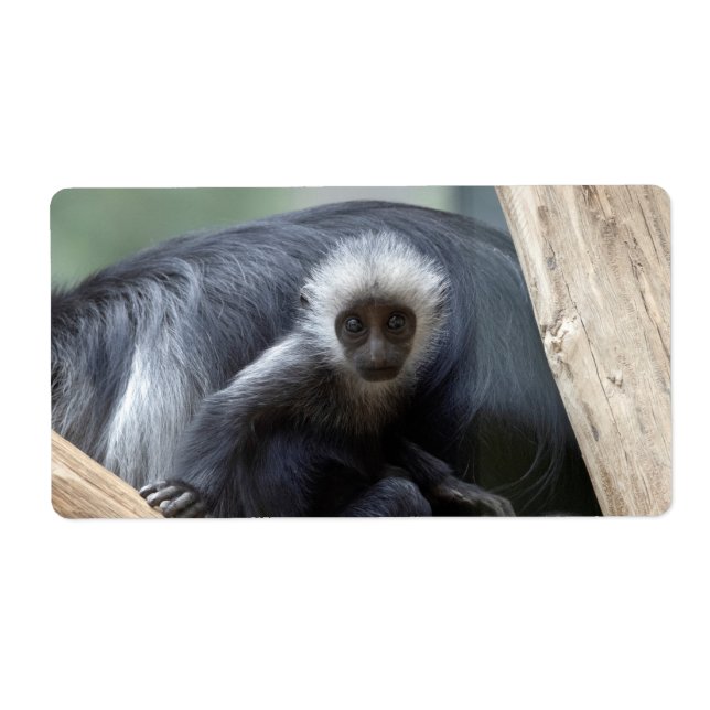 Étiquette Colobus polykomos (Devant)
