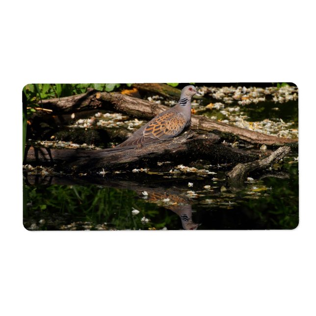 Étiquette colombe européenne (Devant)