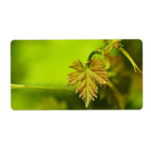 Étiquette Congé de vigne du printemps