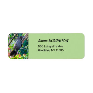 Étiquette Costa Rica, Muelle - Lazy Iguana reposant dans un 