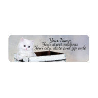 Cute chaton persan blanc