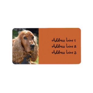 Étiquette d'adresse de photo de Cocker Spaniel
