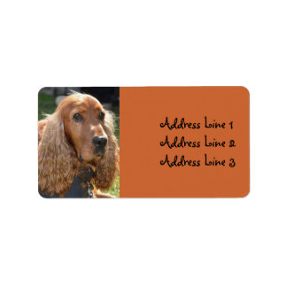 Étiquette d'adresse de photo de Cocker Spaniel
