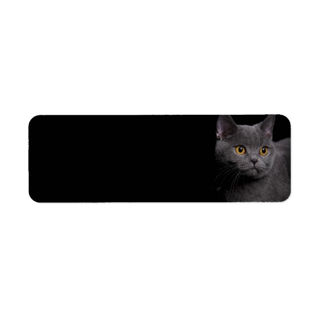 Étiquette d'adresse de retour de chat Shorthair (Devant)