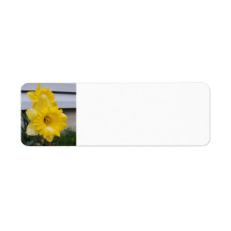 Étiquette Daffodils dans la neige